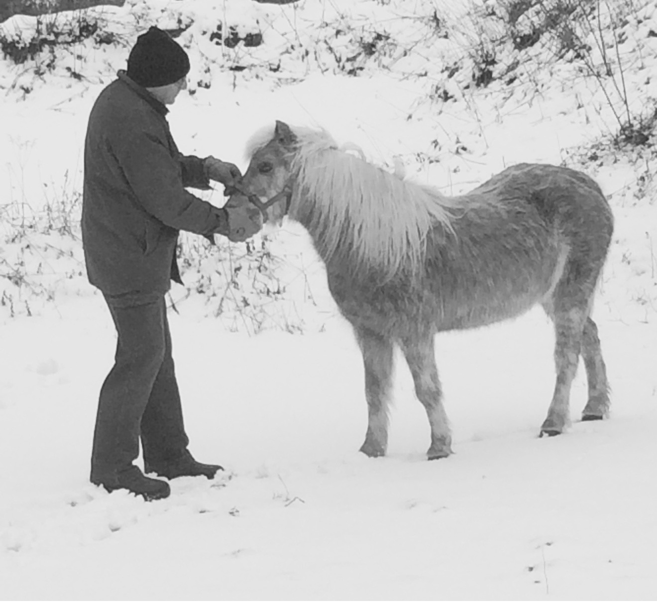 Food Story 1 Leeson Pony copy