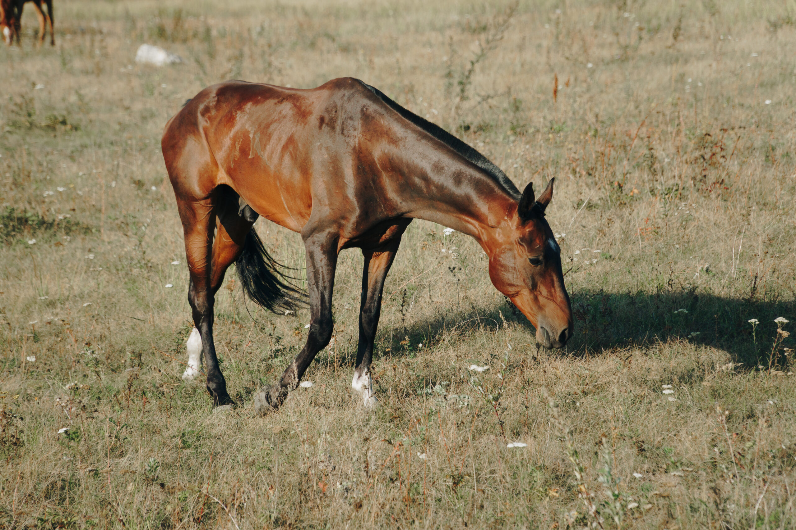 horses graze outdoors in the autumn field