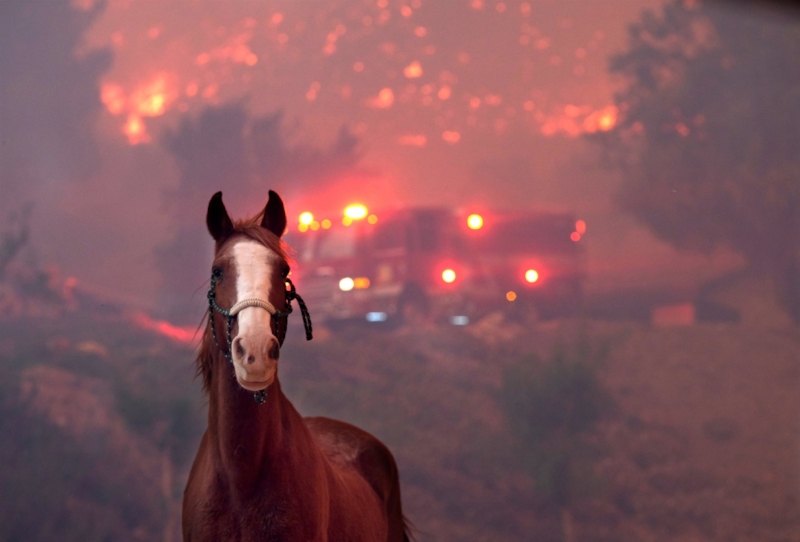Horse with fire and fire vehicles in background