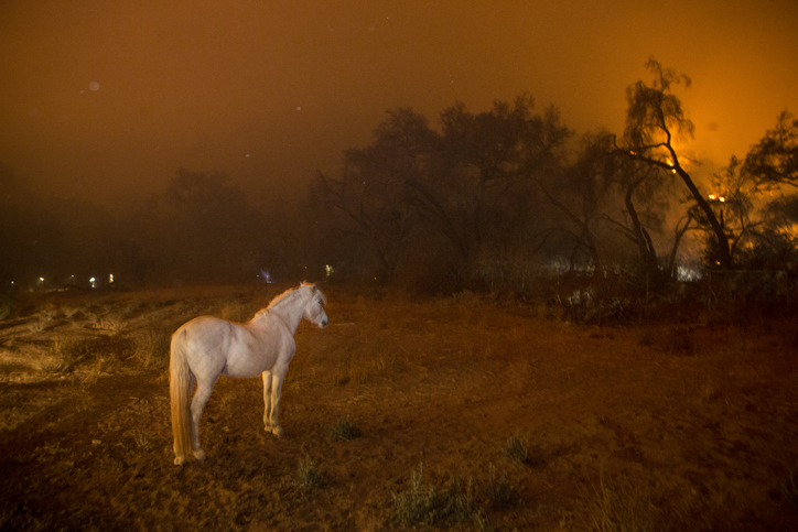 White horse in field with flames from a widlfire in the distant background