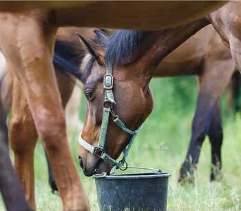 Book cover: "Feeding Horses: An Evidence-Based Approach"