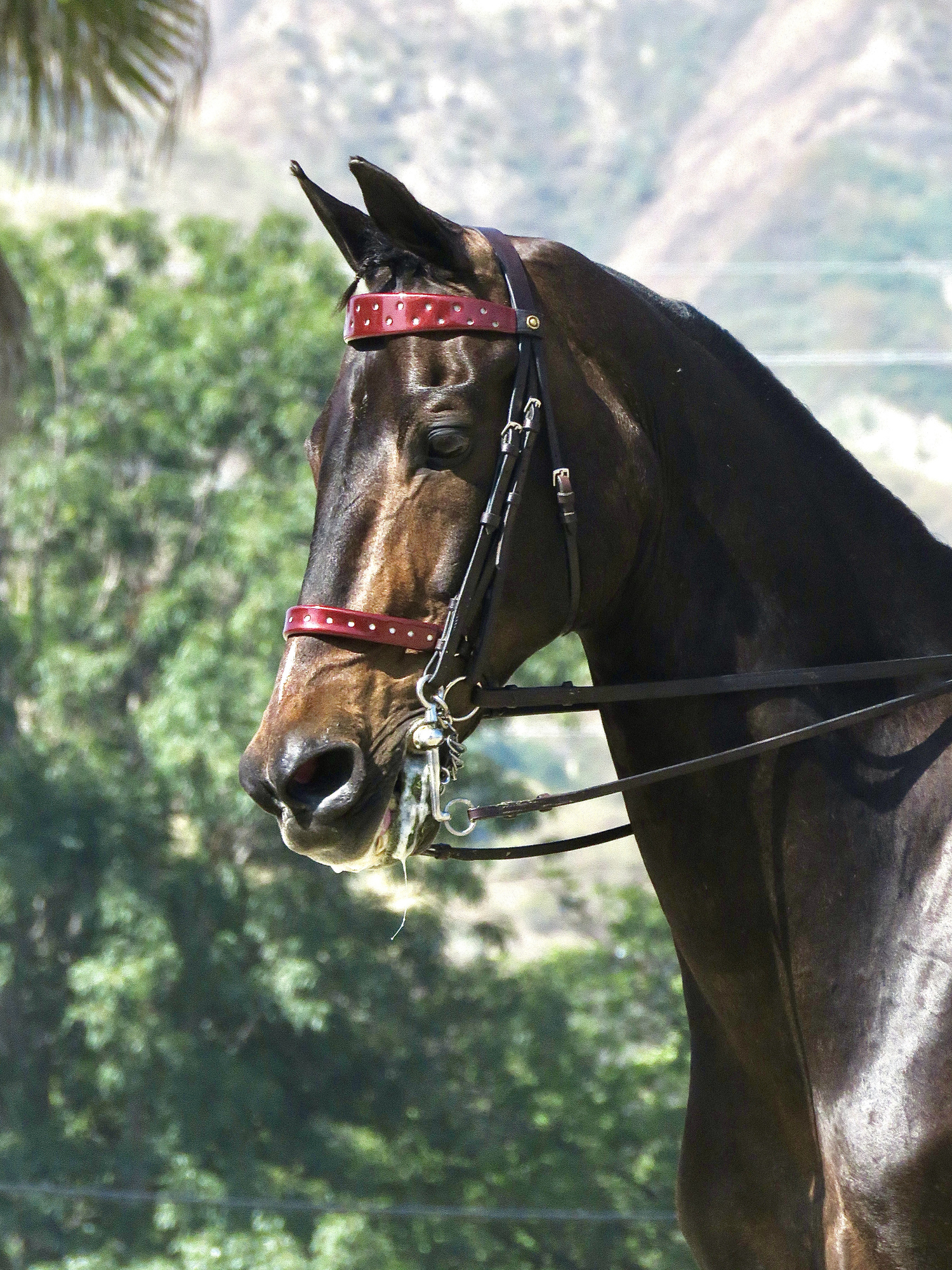 Closeup of gaited horse in bridle with red brow and nose bands