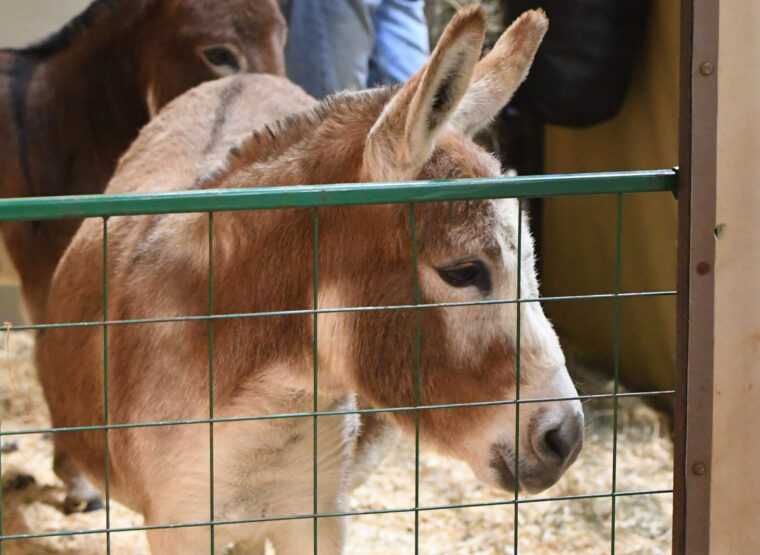 Closeup of donkey behind gate