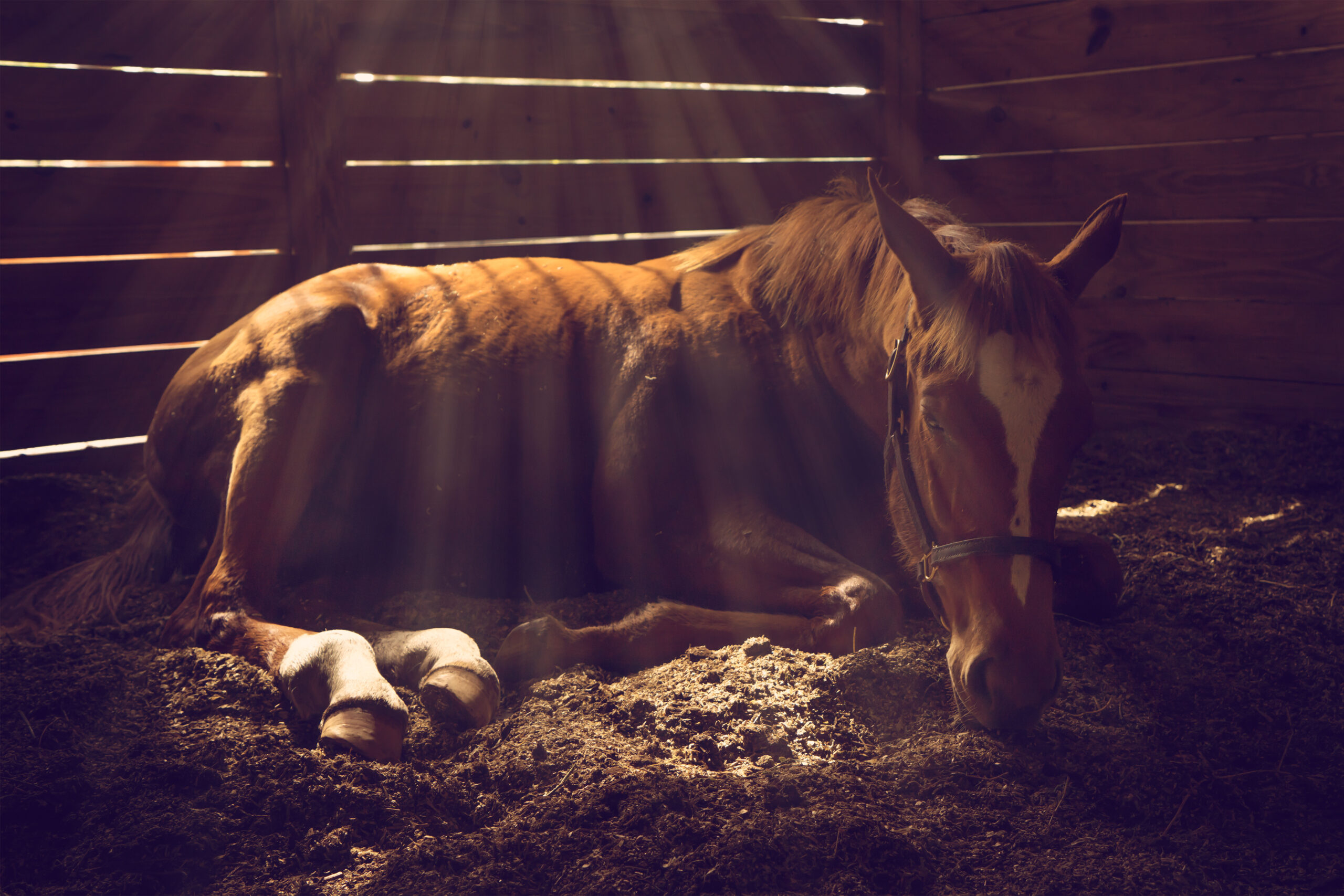 Young weanling horse lying down in stall with sunbeams shining looking tired exhausted sleepy sad sick depressed alone relaxed magical emotional