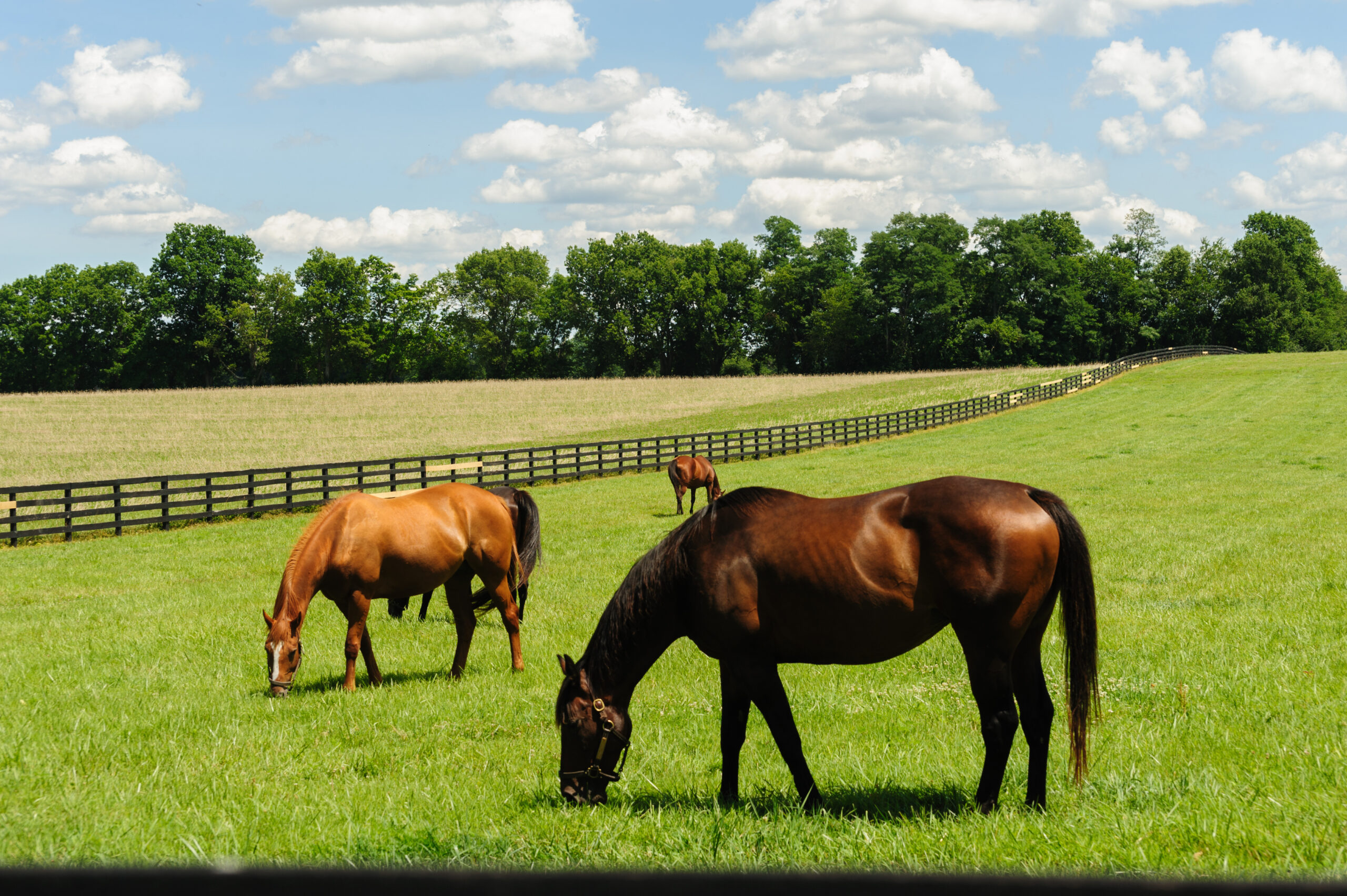 Horses grazing in green, fenced field with skyline in background