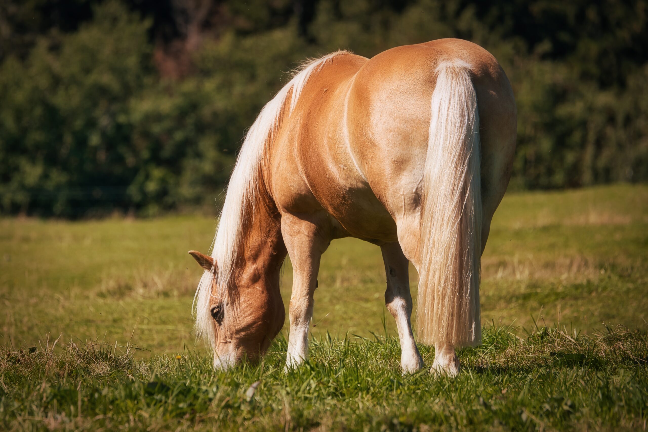 Horses in Thuringia