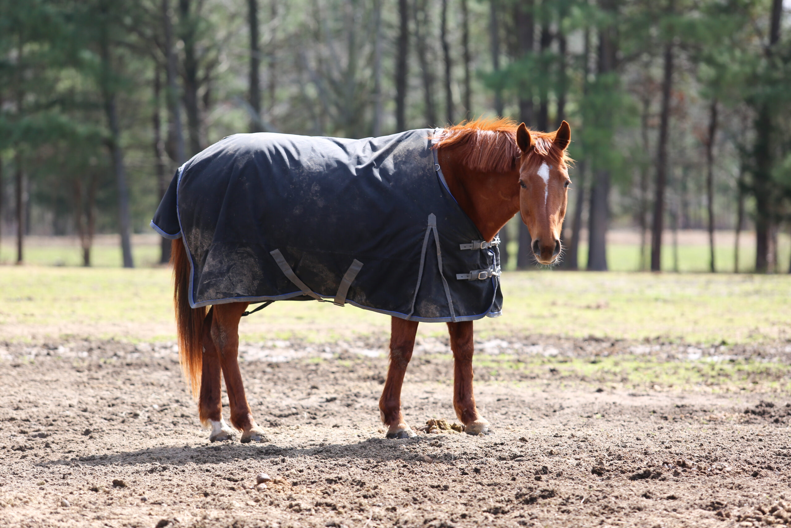 horse blanket