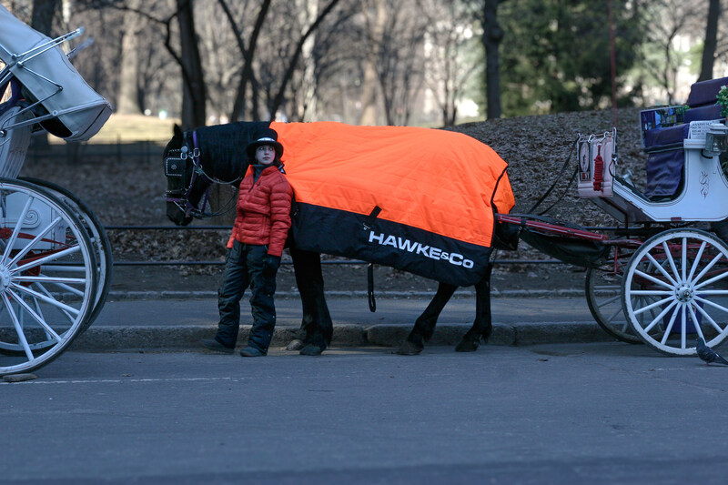 Carriage driver in orange coat stands with carriage horse in orange Hawke & Co. blanket