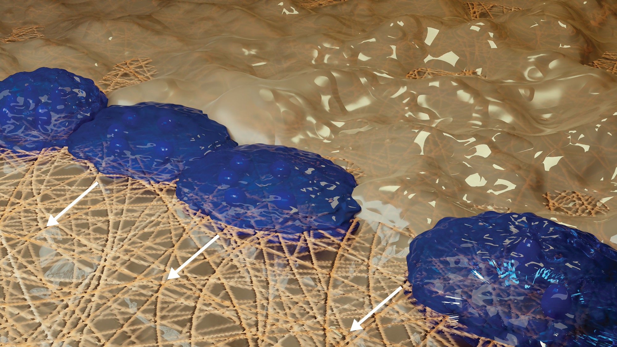 Osteoblast with arrows image #3