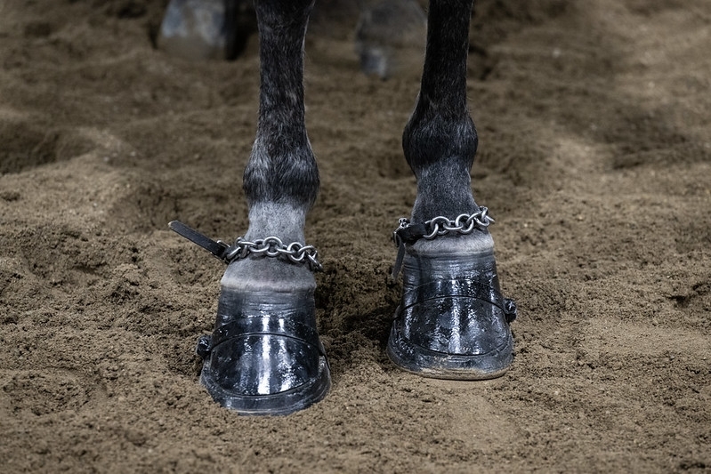Closeup of gaited horse's hooves with chains below the fetlocks