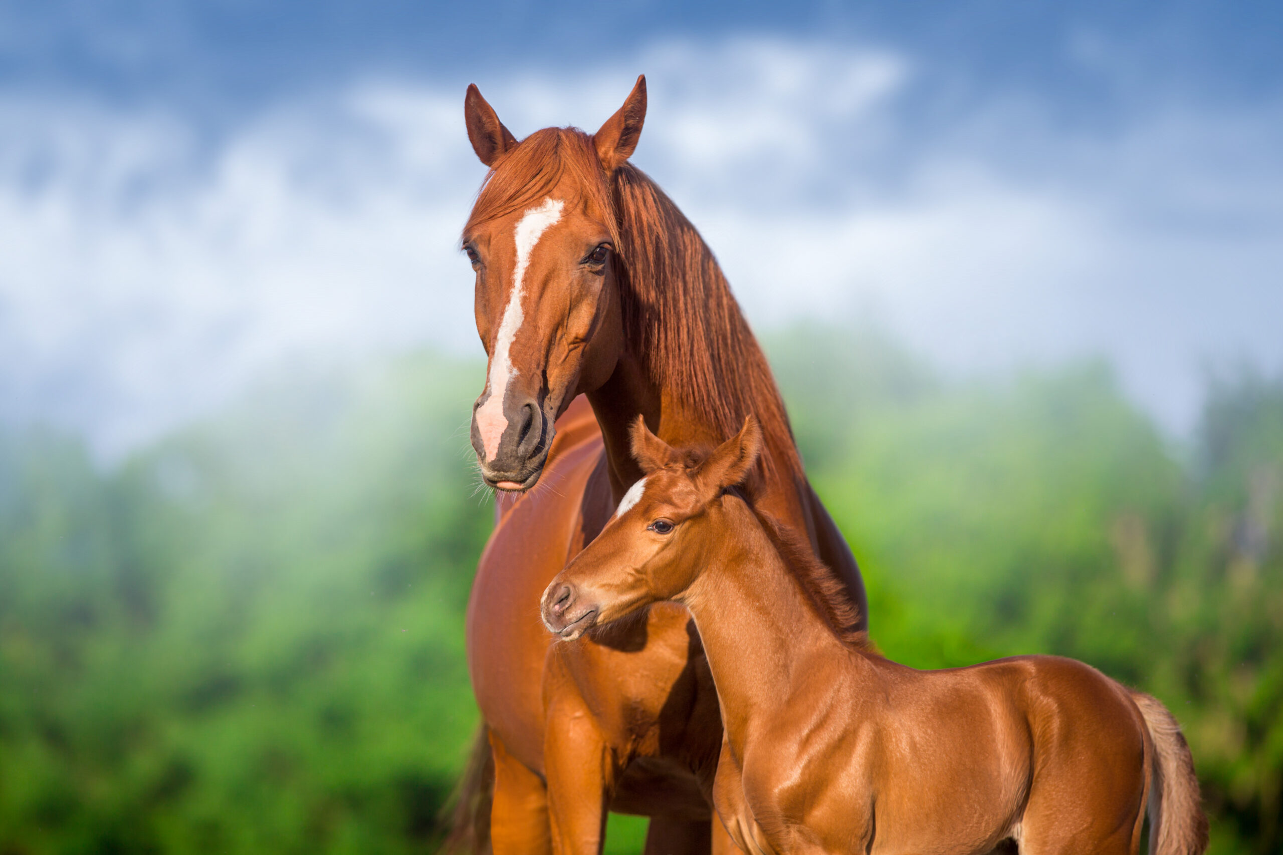 Mare with foal