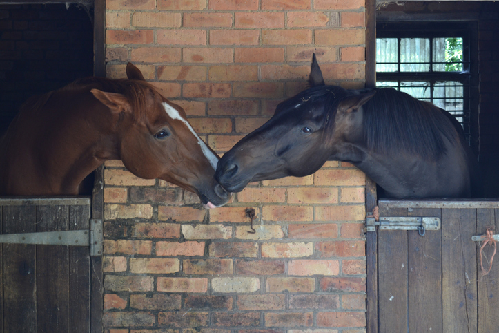 A bay horse and a chestnut horse touch noses across their stall divider