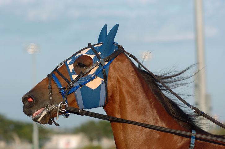 Driven racehorse with hood on opens mouth in response to rein tension