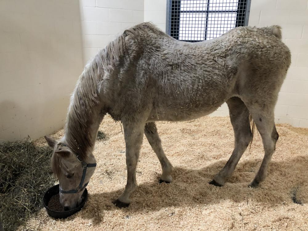 Gray horse in stall showing signs of PPID