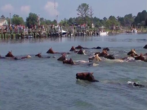 Ponies swimming across Assateague channel to Chincoteague