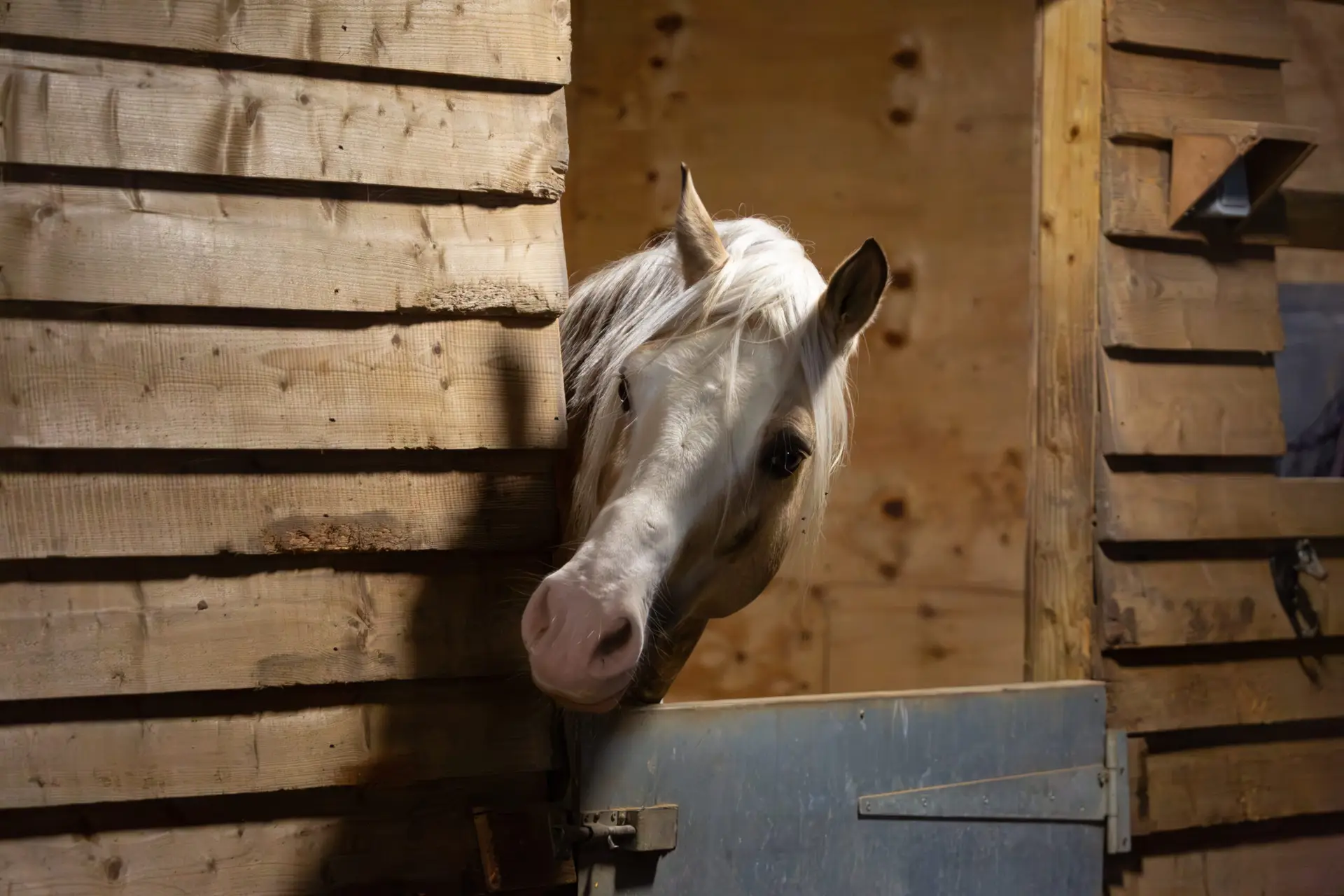 Section D Welsh cob palomino pony in the stable, Image shows a stallion horse with his head peering over the stable door on a small farm in Surrey