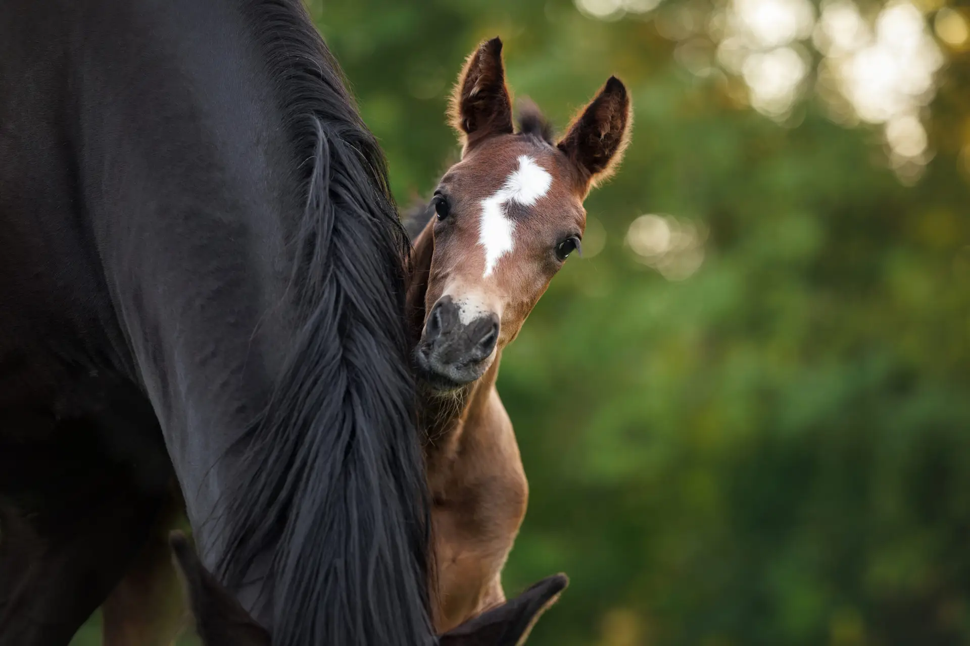 cute little foal peeking from behind mother's mane