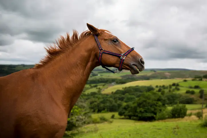 Horse in field with pinned ears, upraised head and reactive facial expression