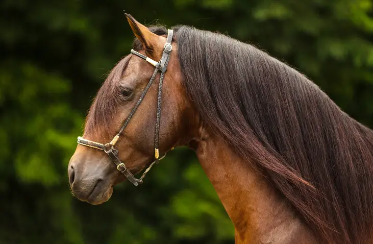 Profile shot of long-maned brown horse with headstall