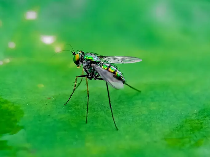 Photo of New World Screwworm (NSW) parasitic fly on green background