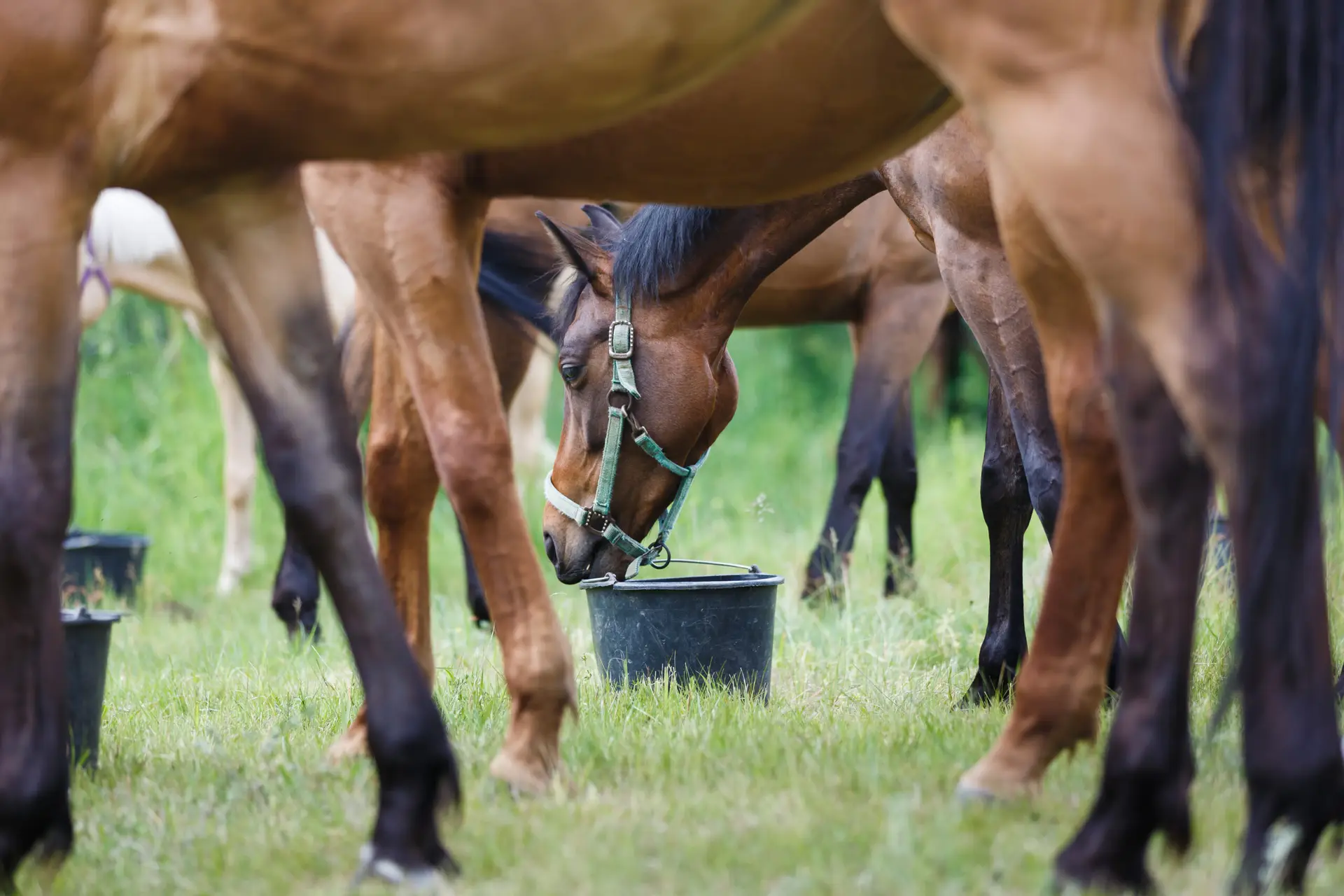 Horse feeding on the meadow