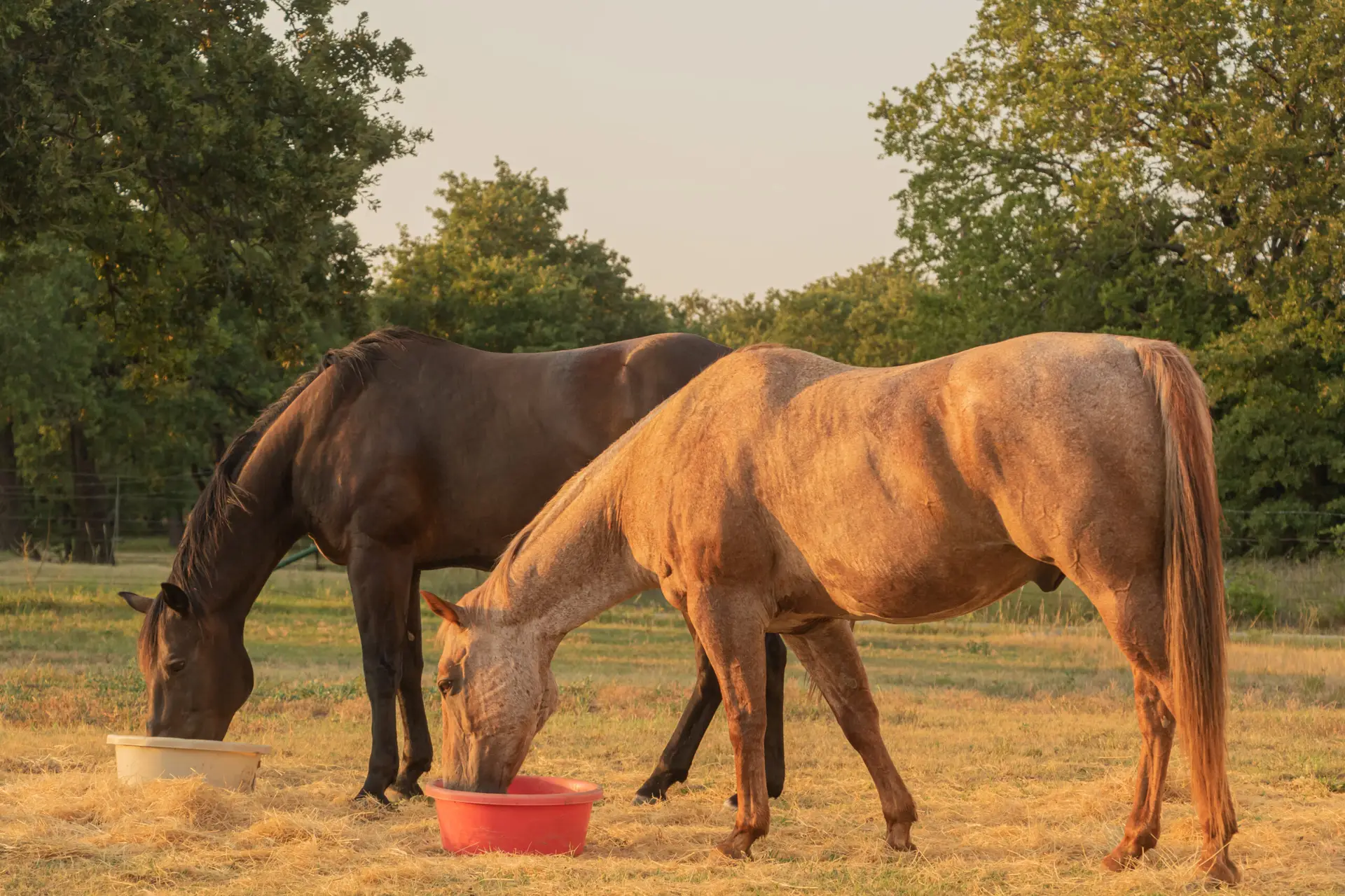 Two horses eating grain from tubs