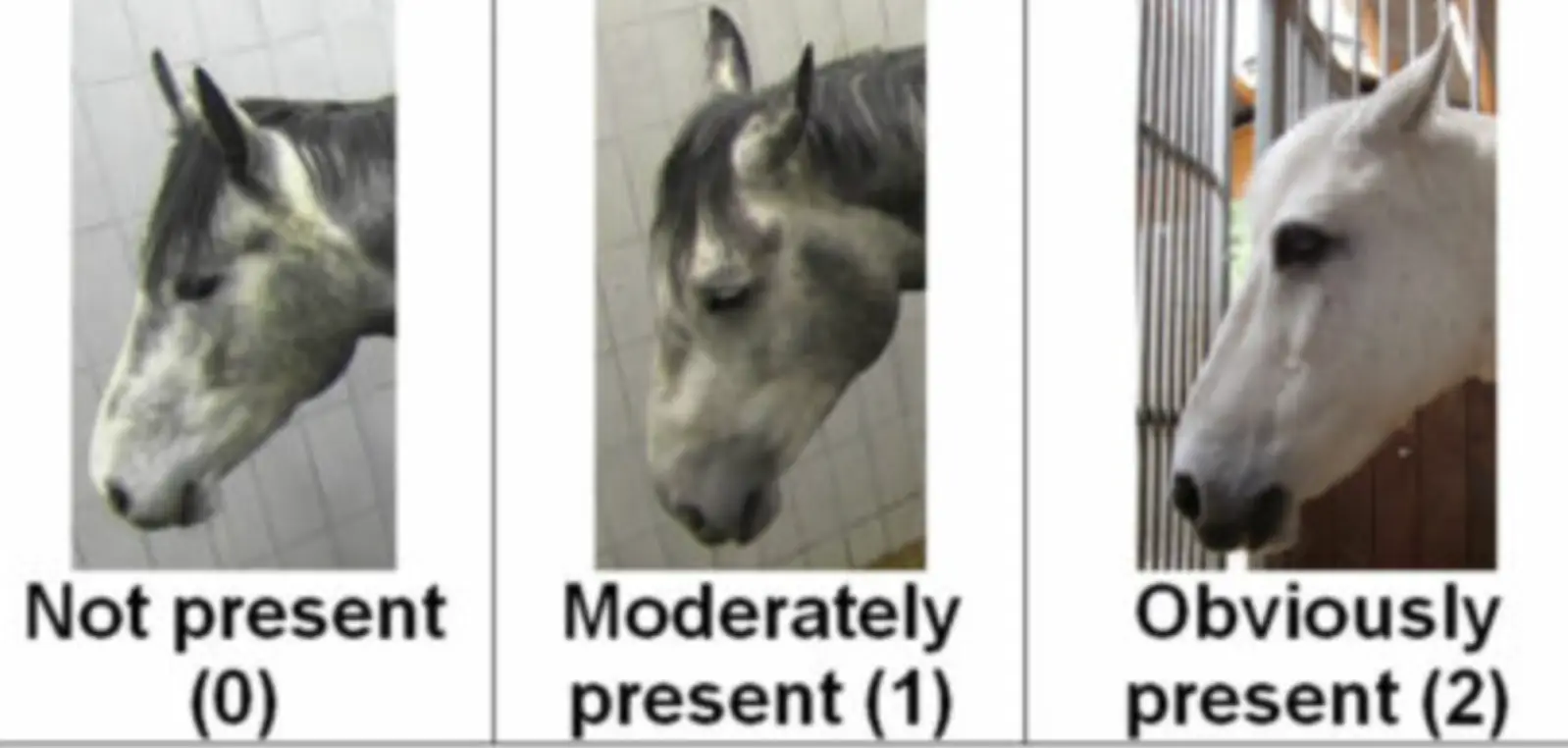 Strained nostrils and flattening of the profile