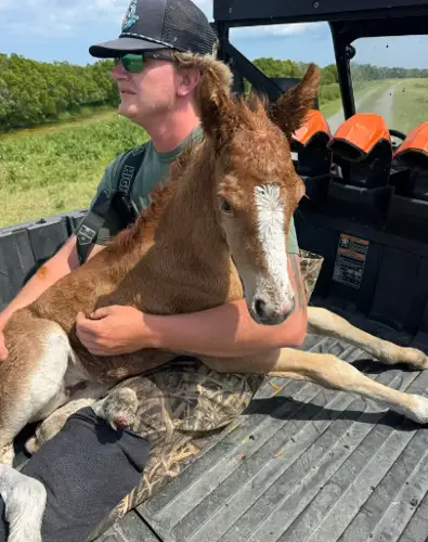 Person with baseball cap sitting in back of truck with arm around chestnut foal