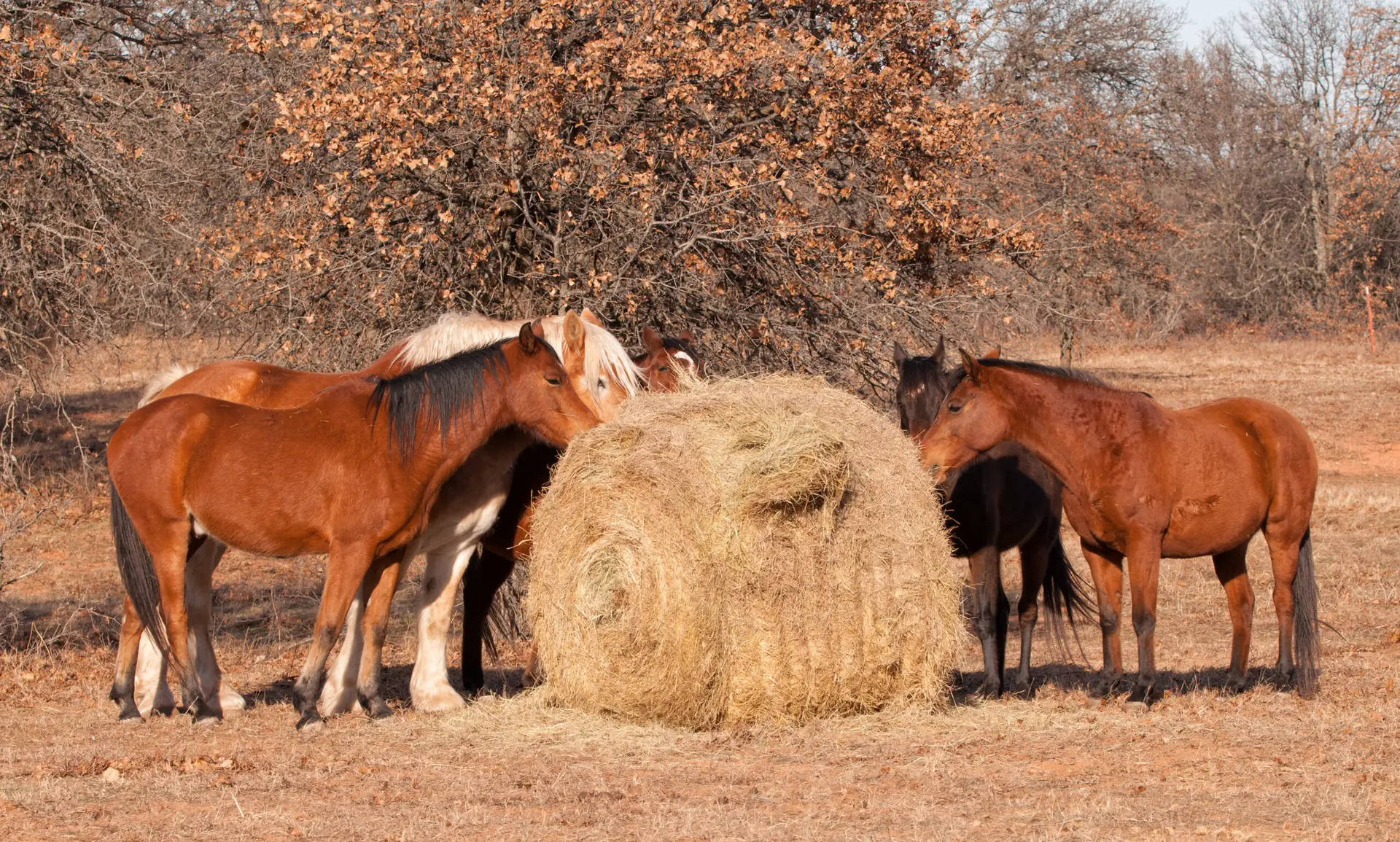 Herd of horses eating hay off of a round bale in pasture on a sunny winter day