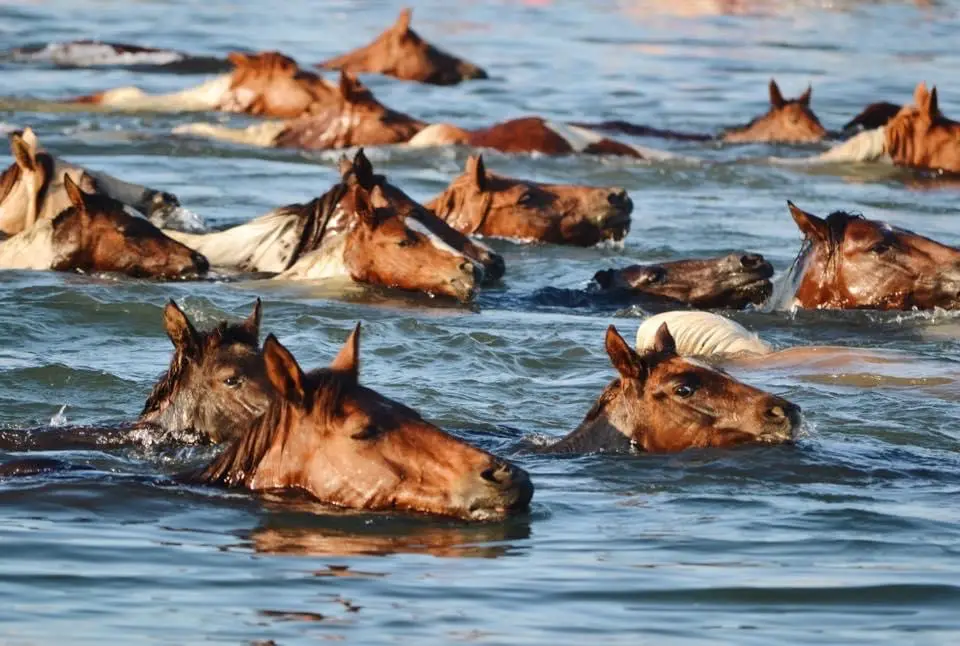 Horses swimming across channel