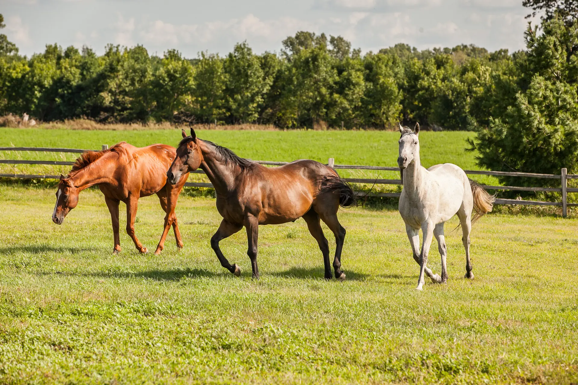 Chestnut, Bay, and White Horses