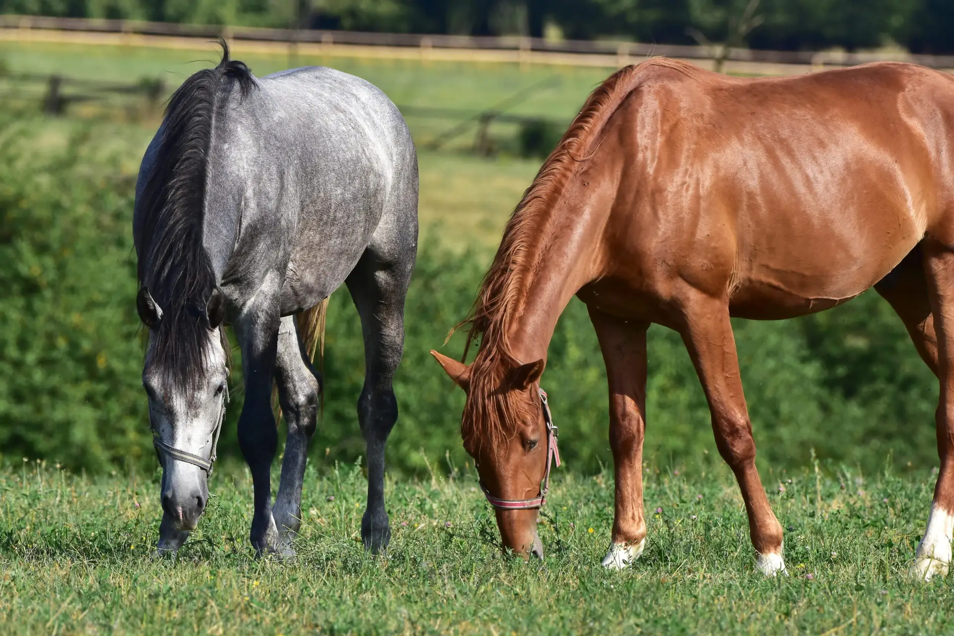 purebred horses