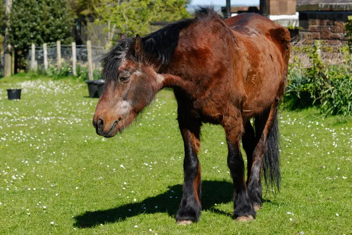 Old bay pony with swayed back and graying face standing in field