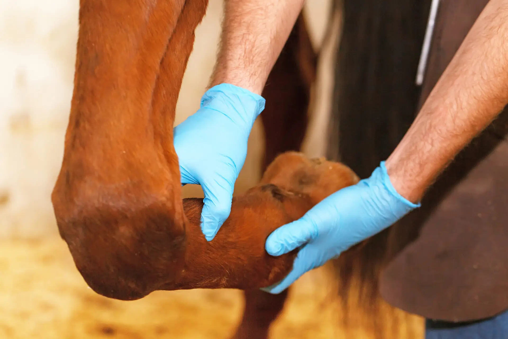 Veterinarian examining horse leg tendons