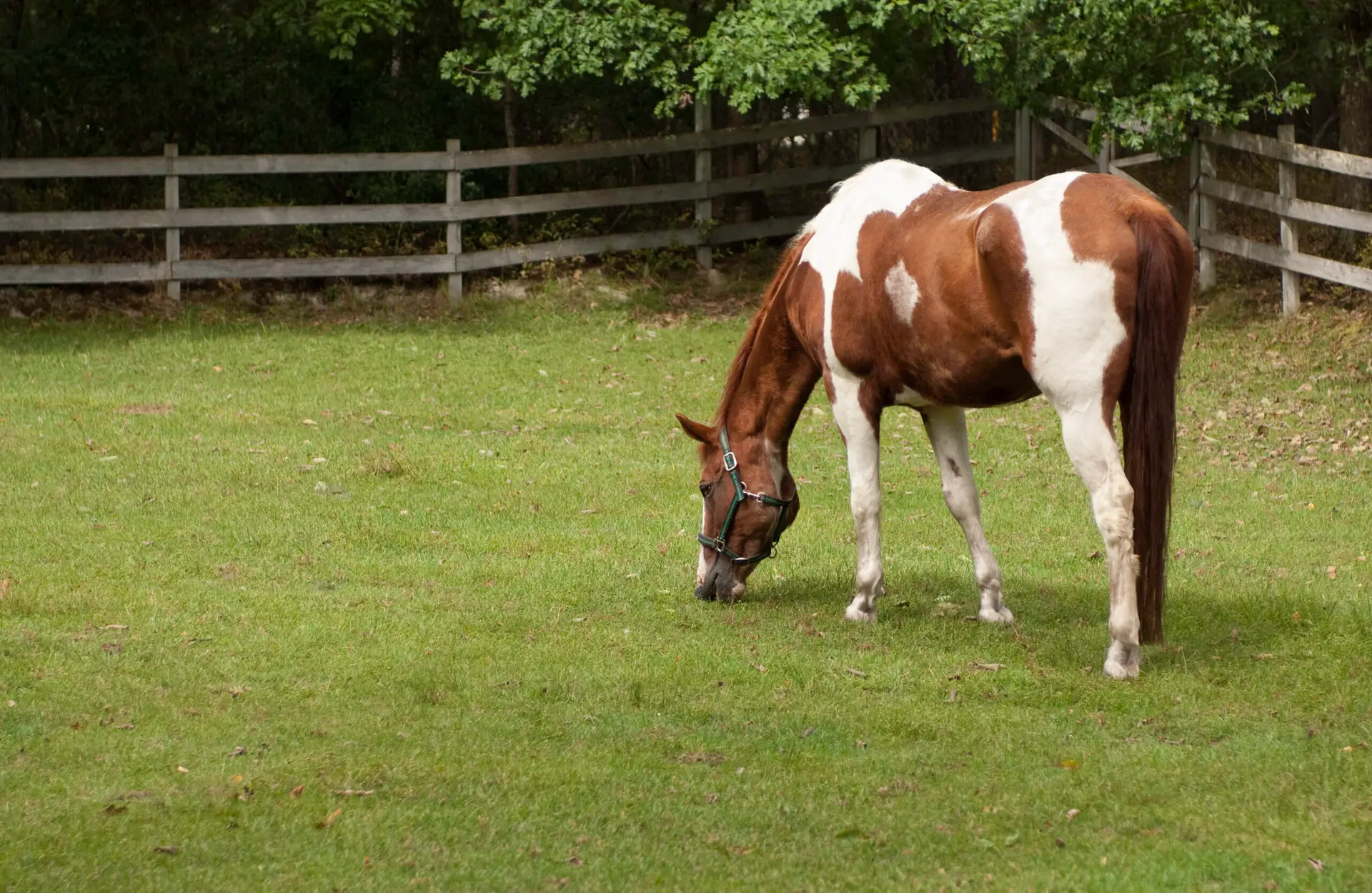 My Horse and Dear Old Friend