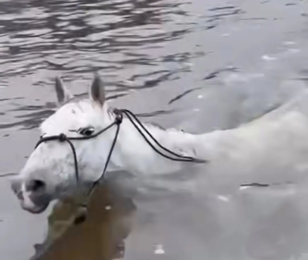 Image of gray horse with black halter swimming through flood waters