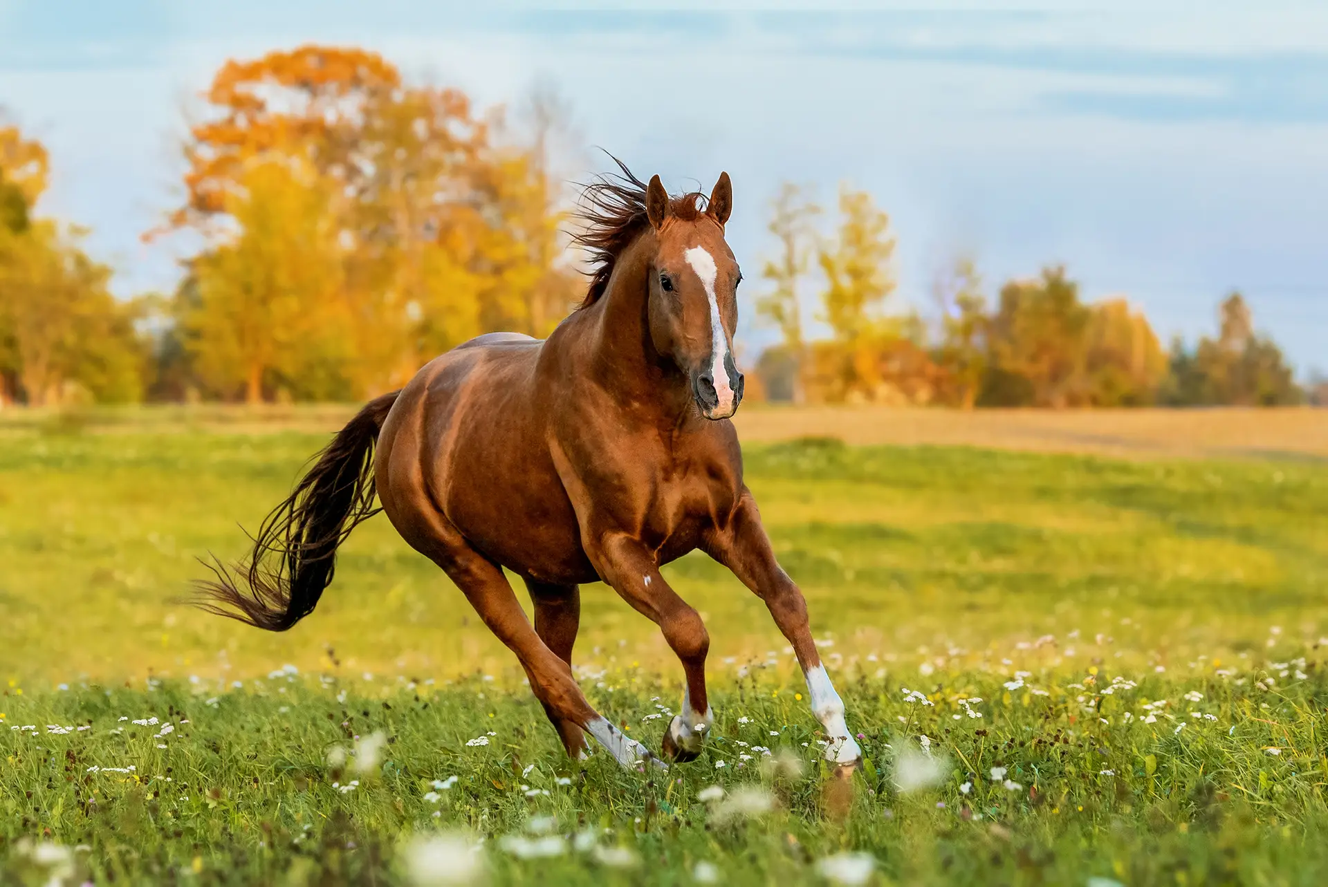 Don breed horse running on the field in autumn. Russian golden horse