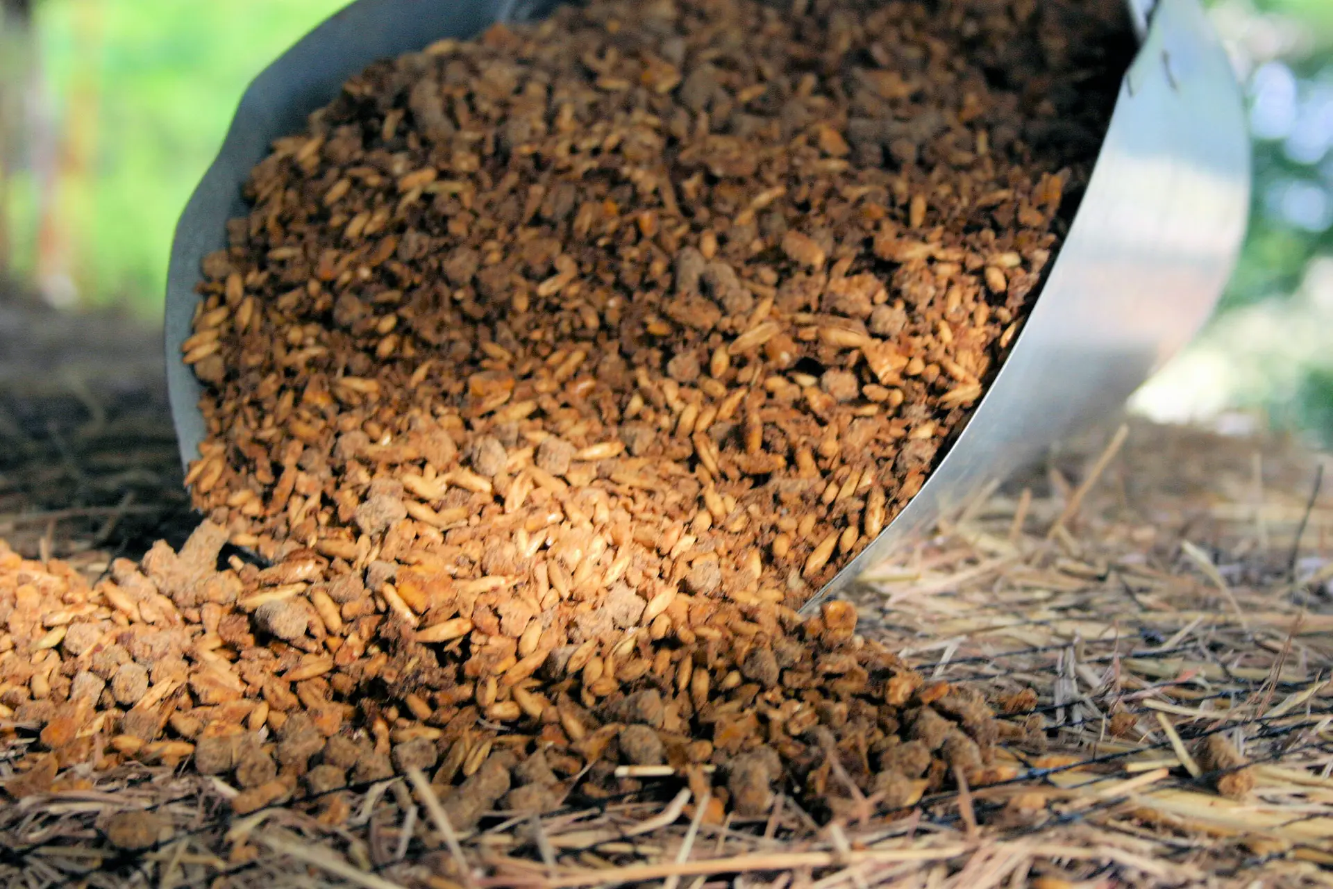 a scoop overflowing with sweet feed