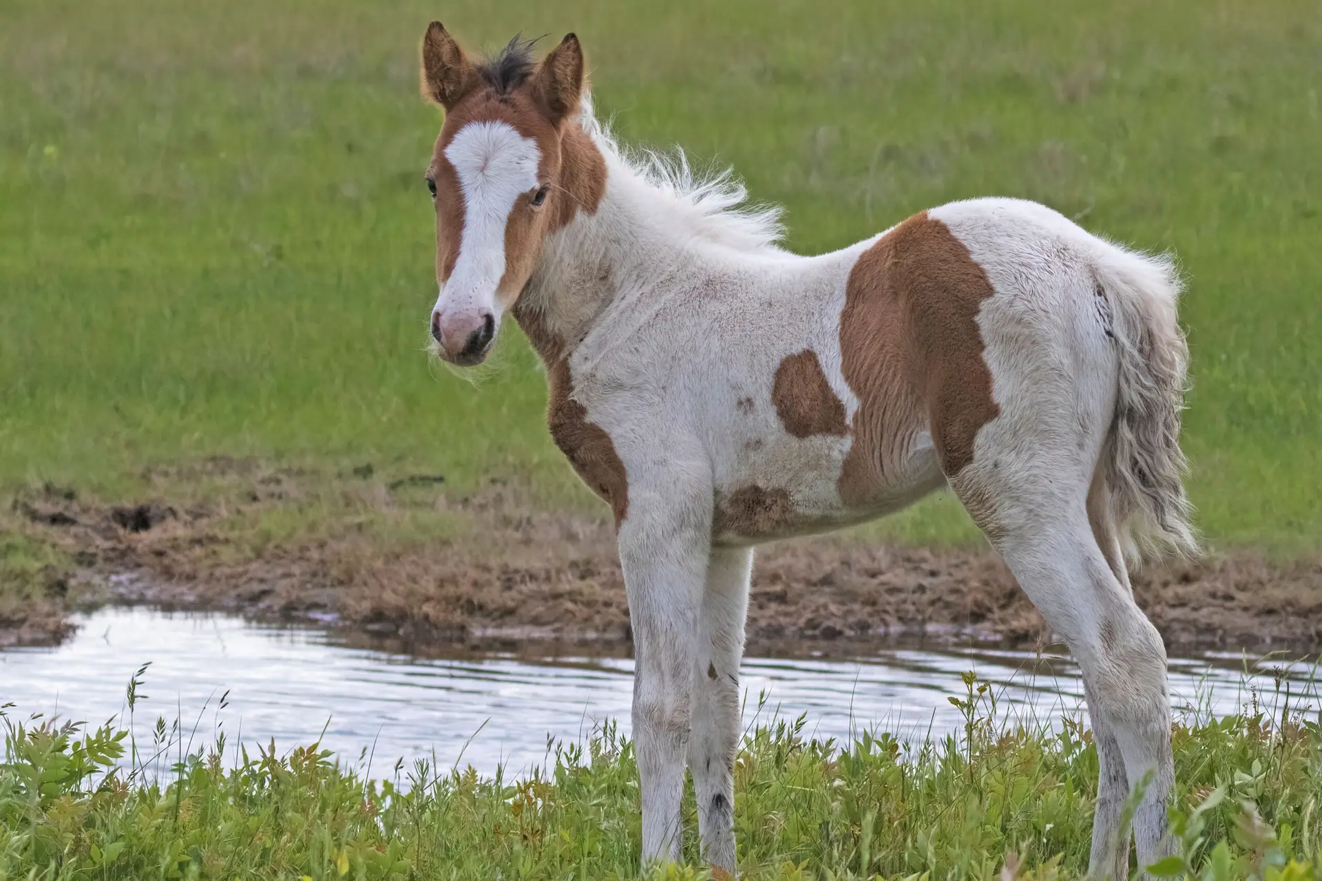 Bay pinto filly in marshy area