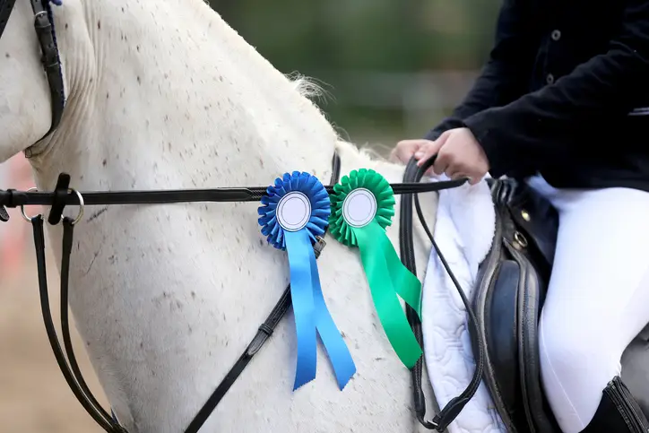 Blue and green horse show ribbons hanging from gray hunter horse's reins