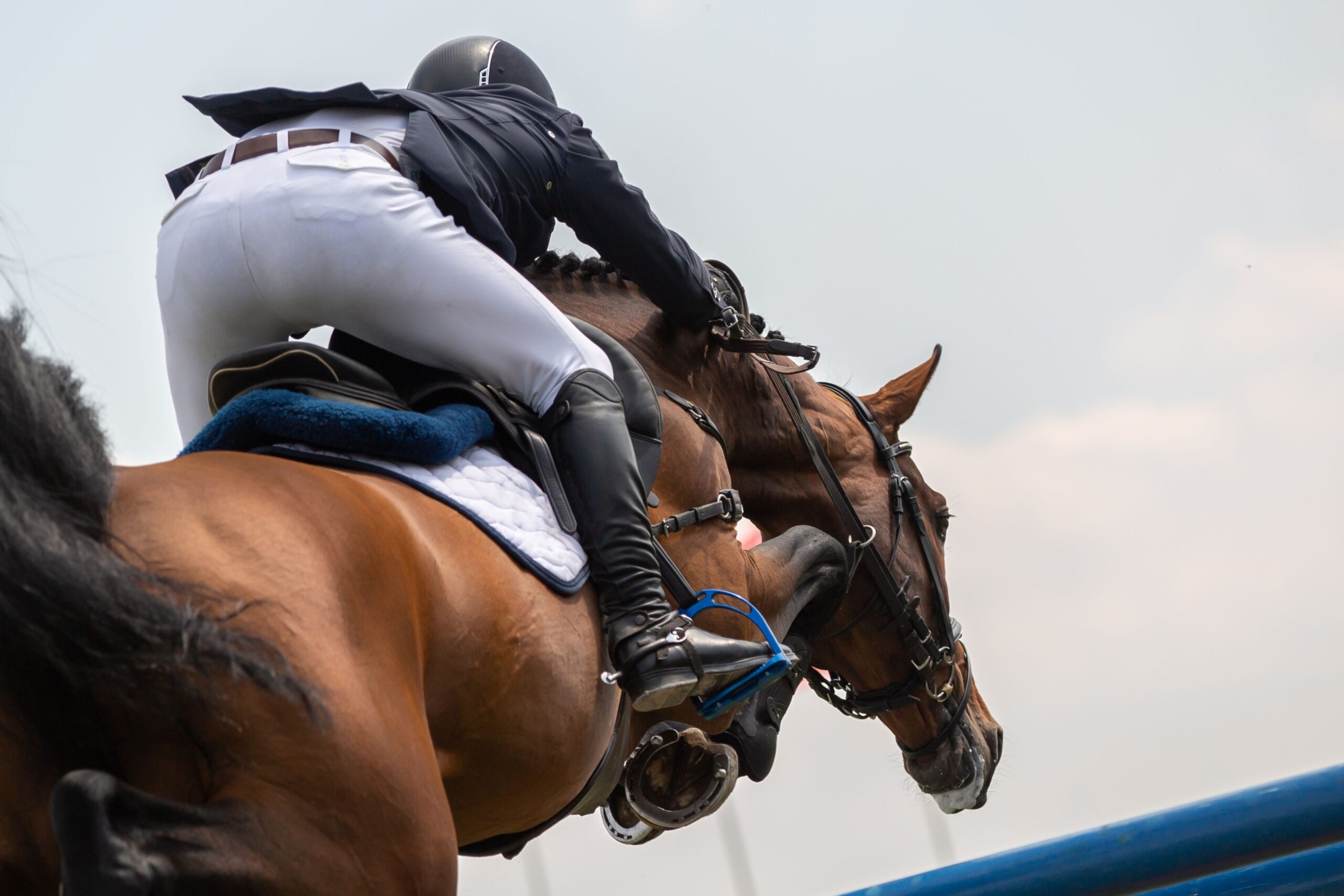 Tight shot from behind of jumper and rider clearing fence