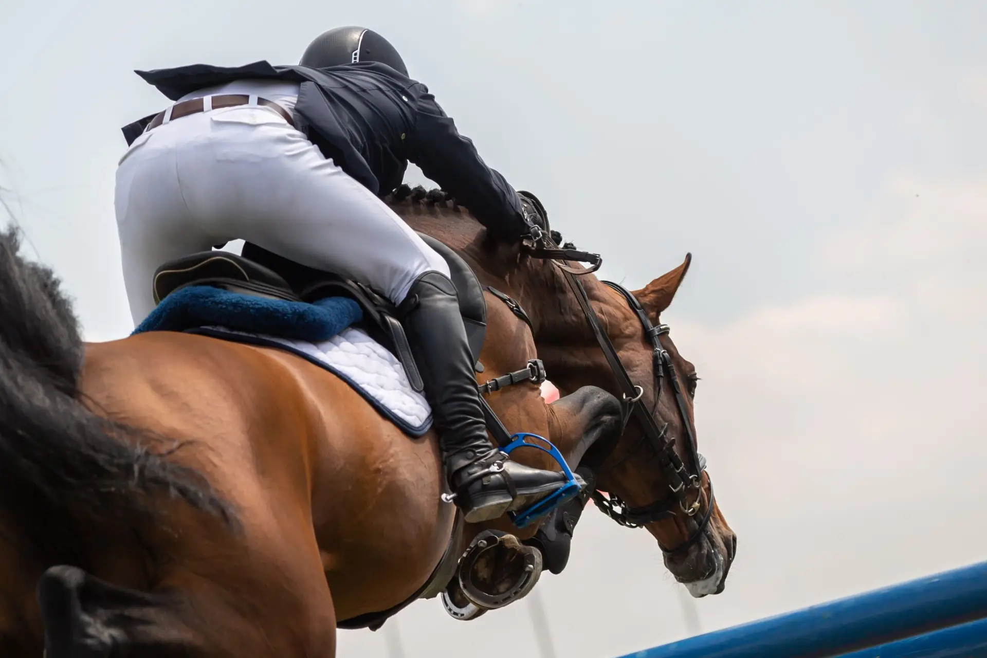 Tight shot from behind of jumper and rider clearing fence