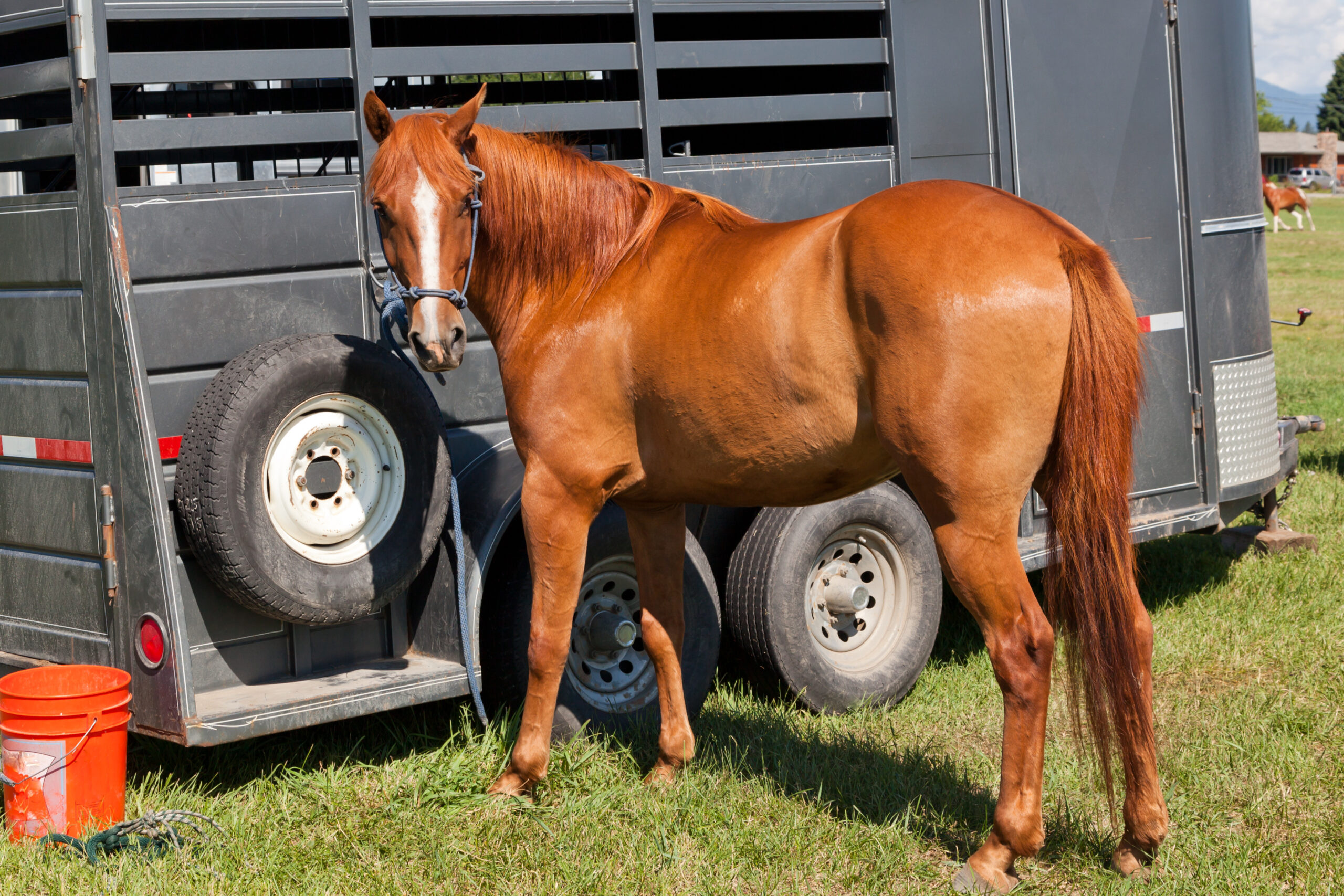 Horse By Trailer