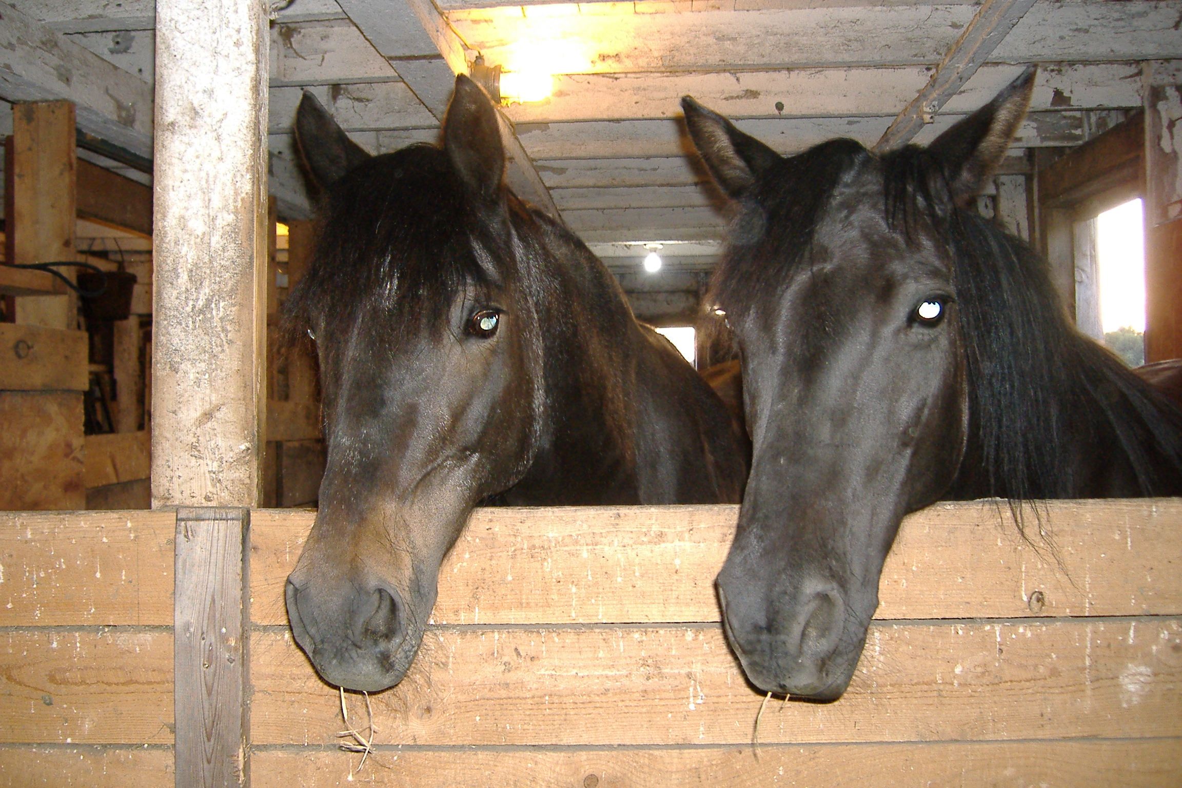 Two dark horses hanging their heads over a partition