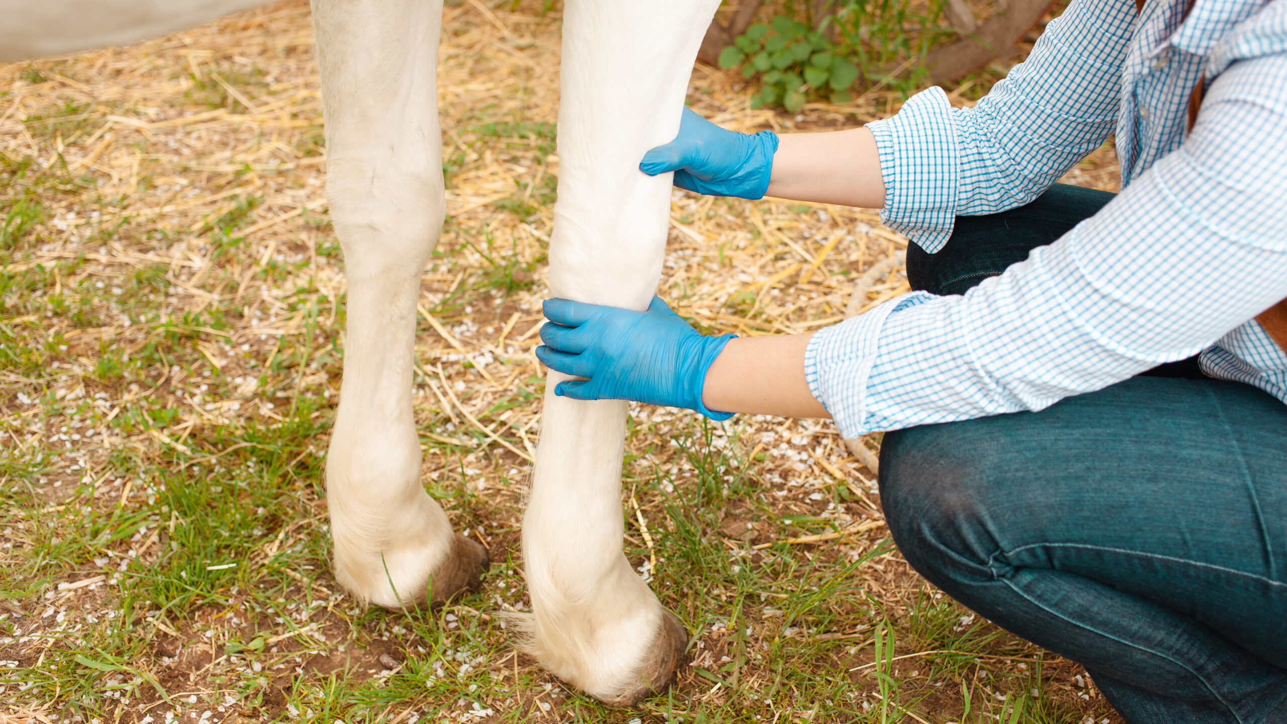 Gloved hands inspect a gray horse's leg