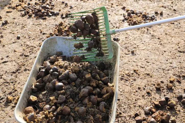 A manure rake dumps horse manure into a wheelbarrow