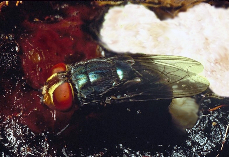 New World Screwworm fly