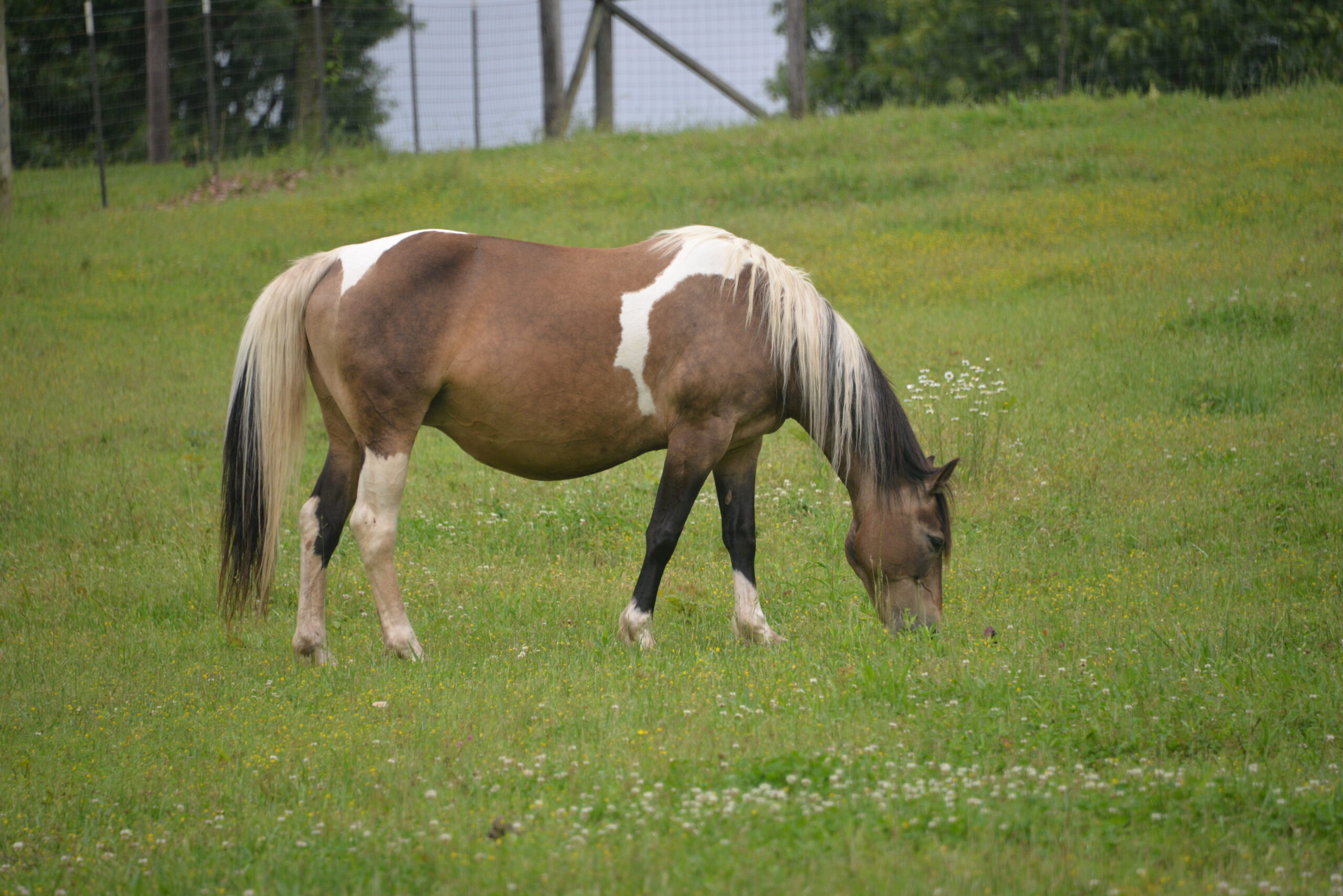 Pregnant mare
