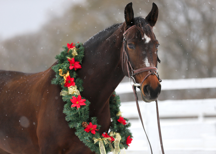 Dark bay horse with white facial markings and bridle stands in light snowfall with red, green and gold holiday wreath around its neck