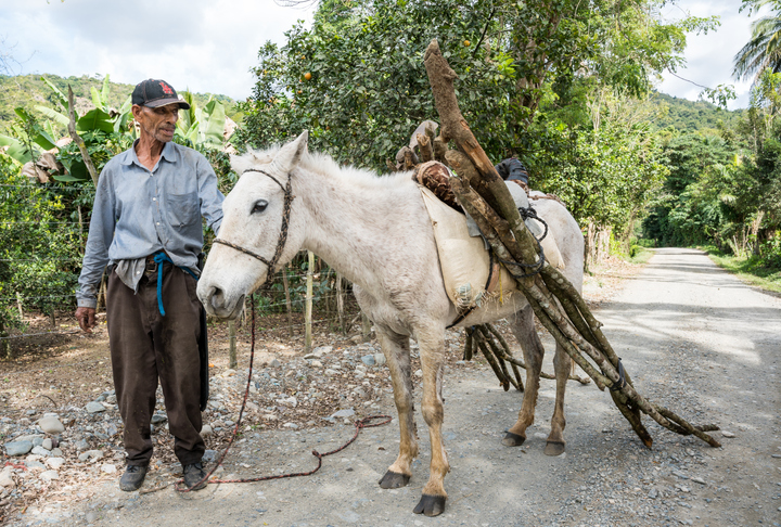 Man stands with gray horse carrying pieces of wood in tropical setting